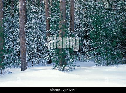 Ein schneebedeckter Kiefernwald im Winter im Simon B. Elliott State Park in Pennsylvania Stockfoto