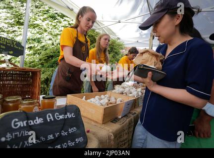 Richmond, Kanada. 14. August 2022. Ein Landwirt gibt einem Besucher während des jährlichen Richmond Garlic Festival 12. in Richmond, British Columbia, Kanada, am 14. August 2022 eine Knoblauchzwiebel. Quelle: Liang Sen/Xinhua/Alamy Live News Stockfoto