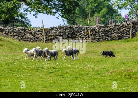 Border Collie hütet eine Herde Schafe Stockfoto