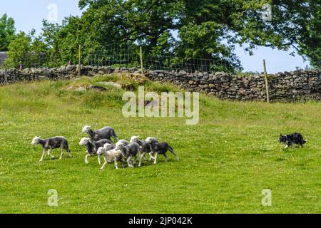 Border Collie hütet eine Herde Schafe Stockfoto