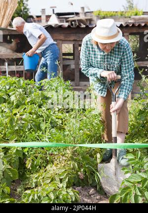 Ältere Frau gräbt bis Kartoffeln im Garten Stockfoto