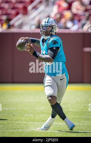 13. August 2022 : Carolina Panthers Quarterback PJ Walker (11) kriegt während des Vorsaison-Spiels zwischen den Carolina Panthers und den Washington Commanders, das auf dem Fed Ex Field in Landover, MD, gespielt wurde, aus der Tasche. Fotograf: Cory Royster Stockfoto