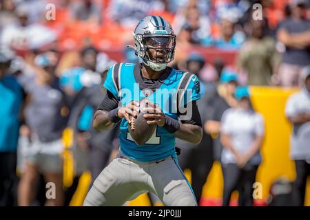 13. August 2022 : Carolina Panthers Quarterback PJ Walker (11) fällt während des Vorsaison-Spiels zwischen den Carolina Panthers und den Washington Commanders, das im Fed Ex Field in Landover, MD, gespielt wurde, zurück. Fotograf: Cory Royster Stockfoto