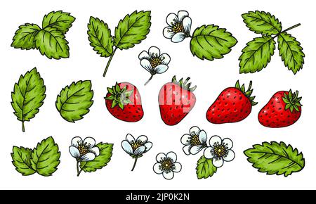 Erdbeerset. Realistische ganze rote Beeren Blätter und Blumen isoliert auf weißem Hintergrund. Cartoon handgezeichnete Pflanzenelemente für Kartendruck, Abzeichen Pin, Scrapbooking Tag, Bauern Markt Label, Patch Stock Vektor