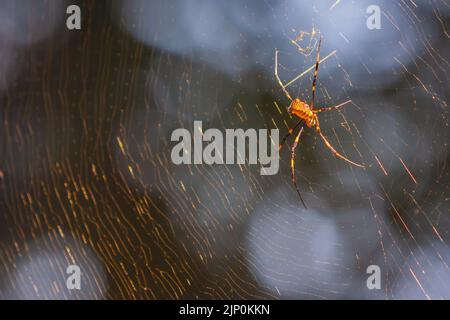 Die riesige gelbe Spinne ruht auf einem riesigen Netz, das sie im Hinterhof des Wohnsitzes gebaut hat. Stockfoto
