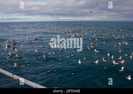 Ein Blick auf das Leben in Neuseeland: Seevögel ernähren sich um einen Commercial Trawler. Stockfoto