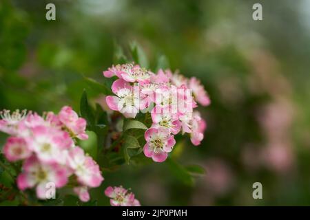 Rosafarbener, einsaatiger Weißdorn, Crataegus monogyna während der Blüte im Frühjahr in einem Park in Magdeburg in Deutschland Stockfoto