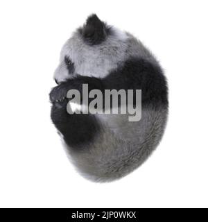 3D Illustration Panda cub isolierter weißer Hintergrund Stockfoto