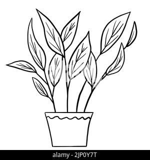 Calathea begonia in einem Topf in schwarzer Linie skizzieren Cartoon-Stil. Malbuch Zimmerpflanzen Blumen Pflanze für Interrior Design in einfachen minimalistischen Design, Pflanze Dame Geschenk Stockfoto