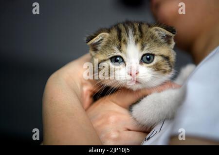 Menschen mit gestreiften Kätzchen Nahaufnahme von aussehenden Katzengesicht, Frau im weißen Hemd umarmt niedliche kleine Katze, schottische Falte Katze Tricolor-Muster, reine Farbe Stockfoto