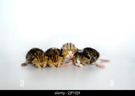 Vier neugeborene Kätzchen, die in einer Reihe vor dem Brett auf weißem Hintergrund liegen, Scottish Fold Baby Kätzchen mit dreifarbigen Streifen, purer Stammbaum und Be Stockfoto