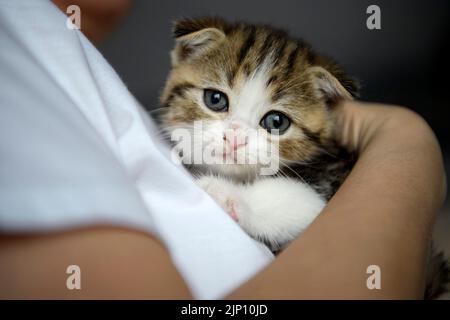 Menschen mit gestreiften Kätzchen Nahaufnahme von aussehenden Katzengesicht, Frau im weißen Hemd umarmt niedliche kleine Katze, schottische Falte Katze Tricolor-Muster, reine Farbe Stockfoto