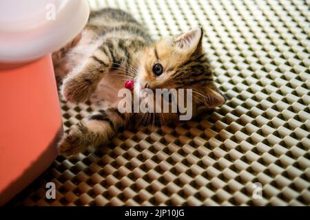Kätzchen schläft auf Gummistreifen mit Löchern im Gefängnismuster im Haus und sieht direkt aus. Draufsicht und Nahaufnahme eines Kätzchens, das sich schelmisch spielt. Stockfoto
