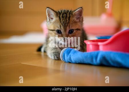 Kitten sitzt auf einem Holzboden im Haus und blickt geradeaus. Vorderansicht und Nahaufnahme eines Kätzchens, das schelmisch spielt. Scottish Fold tabby c Stockfoto