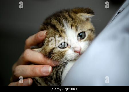 Menschen mit gestreiften Kätzchen Nahaufnahme von aussehenden Katzengesicht, Frau im weißen Hemd umarmt niedliche kleine Katze, schottische Falte Katze Tricolor-Muster, reine Farbe Stockfoto