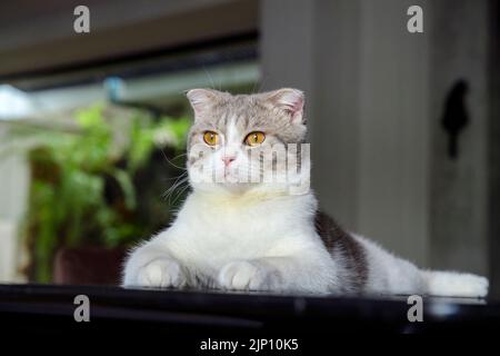 schottische Falte Katze Weiße und graue Streifen. Gelbe Augen. Sitzend auf einem schwarzen Tisch im Haus posiert, Blick von der Seite. Tolle Abstammung Stockfoto