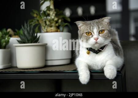 Schottisches, weiß-graues Faltenmuster, das eine Halskette und eine Glocke auf dem schwarzen Tisch zusammen mit einem weißen Topf mit Kaktuspflanzen aufsetzt. Reinrassige weibliche Katze schöner Stockfoto