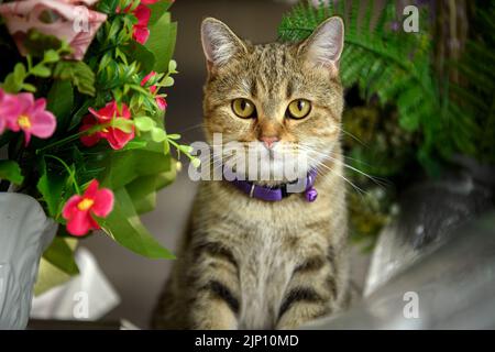 Gestreifte schottische Faltschatze mit violetter Halskette, die in sitzender Position auf einem Tisch mit Vasen und bunten Blumen posiert, gerade Vorderseite Stockfoto