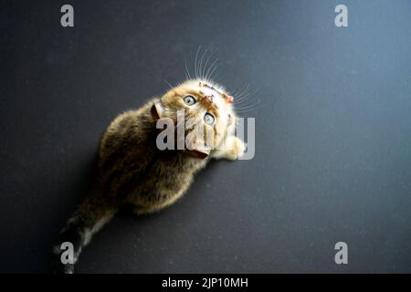 Gestreiftes schottisches Faltenkätzchen, das auf dem schwarzen Boden saß und nach oben schaute, sah die Aussicht von oben eine niedliche kleine Katze, ein wunderschöner Stammbaum-Tri, aufschauen Stockfoto