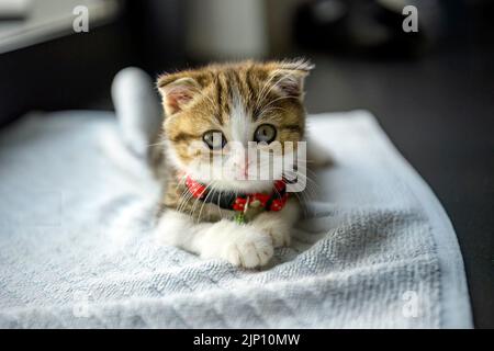 Scottish Fold Kätzchen sitzen bequem auf dem weichen weißen Tuch. Auf schwarzem Hintergrund im Haus. Schöne kleine gestromte Katze trägt einen schönen Kragen. Stockfoto