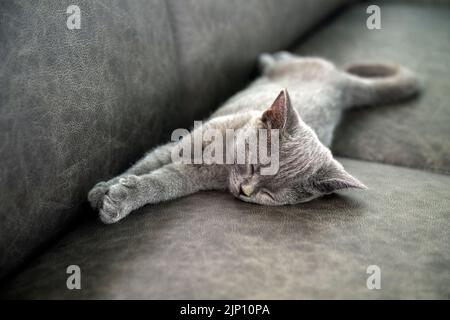 Das Kätzchen schläft gut. Vorderansicht, volles Smiley-Gesicht, entspannte Haltung, Britische Kurzhaar-Katze. Blaue Farbe bequem auf dem dunkelgrauen Sofa in Stockfoto