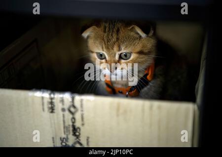 Gestreifte schottische Faltenkätzchen, die im Dunkeln ungezogen und heimlich in der Kiste spielen und nach unten schauen, versteckt sich eine erbärmliche Katze in einer Pappschachtel, verlassene Katze. Stockfoto