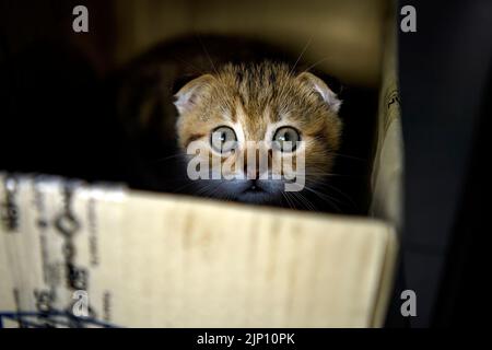 Gestreiftes schottisches Faltenkätzchen, das im Dunkeln frech und heimlich in der Kiste spielte und aussah, sah die kleine Katze, die sich in einer Pappschachtel versteckte, erbärmlich aus. Stockfoto