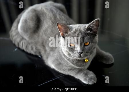 Kätzchen entspannen auf einem schwarzen Couchtisch genervt und genervt, sieht sehr lustig und niedlich aus. Eine blauäugige britische Kurzhaar-Katze mit orangefarbenen Augen, kauzend Stockfoto