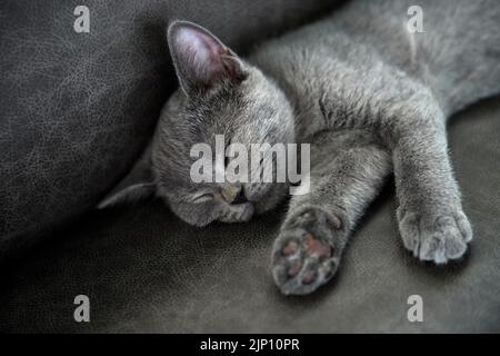 Das Kätzchen schläft gut. Vorderansicht, volles Smiley-Gesicht, entspannte Haltung, Britische Kurzhaar-Katze. Blaue Farbe bequem auf dem dunkelgrauen Sofa in Stockfoto