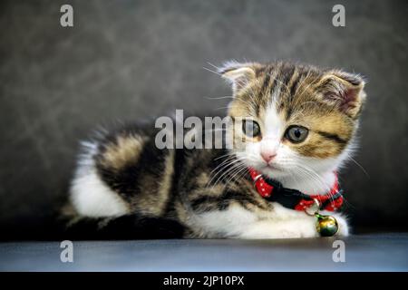 Gestreifte schottische Faltenkätzchen, die auf einem dunkelgrauen Sofa sitzen und zur Seite schauen, volle Vorderansicht, eine niedliche kleine Katze, eine schöne Stammbaum tabby Sitti Stockfoto