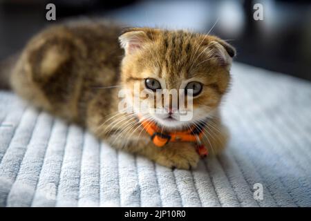 Scottish Fold Kätzchen sitzen bequem auf dem weichen weißen Tuch. Auf schwarzem Hintergrund im Haus. Schöne kleine gestromte Katze trägt einen schönen Kragen. Stockfoto