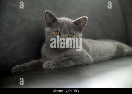 Kätzchen posiert entspannend und schauend, British Kurzhaar Katze Blue mit funkelnden orangen Augen sitzt bequem auf einem schwarzen Sofa im Haus, dunkle Töne Stockfoto