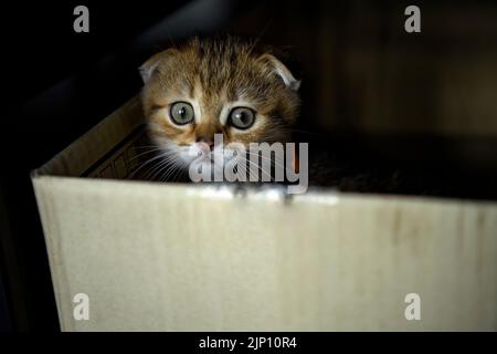 Gestreiftes schottisches Faltenkätzchen, das im Dunkeln frech und heimlich in der Kiste spielte und aussah, sah die kleine Katze, die sich in einer Pappschachtel versteckte, erbärmlich aus. Stockfoto