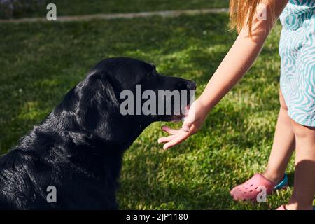 Junge schöne labrador Retriever auf dem Land leckt Eis von der Hand. Vorderansicht. Stockfoto