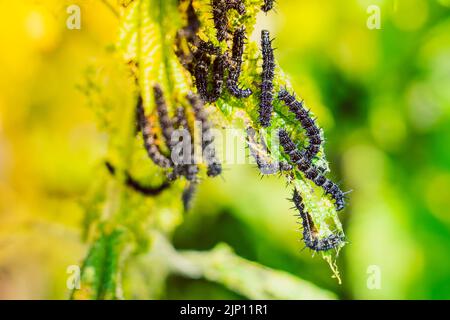 Viele schwarze Raupen des Pfauenschmetterlings auf Nesseln aus der Nähe, verschwommener Hintergrund. Eine schwarze Raupe mit Stacheln und weißen Punkten frisst das l Stockfoto