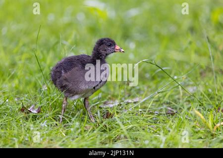 Moorhen Küken [ Gallinula chloropus ] auf Gras wandern Stockfoto