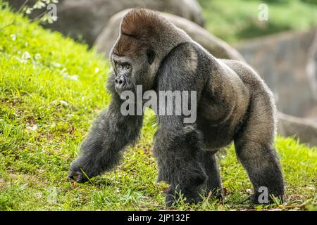 Silverback Western-Flachland-Gorilla-Spaziergang auf einem Hügel im Zoo Atlanta in Atlanta, Georgia. (USA) Stockfoto