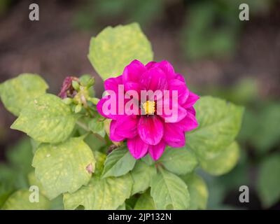 Red Dahlia pinnata Sommer im Garten. Dahlia pinnata ist eine Art der Gattung Dahlia, Familie Asteraceae, mit dem gemeinsamen Namen Garden Dahlia Stockfoto