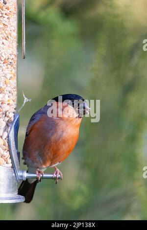 Männlicher Bullfinch [ Pyrrhula pyrrhula ] auf Gartenfütter Stockfoto