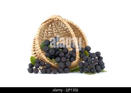 Aronia, allgemein bekannt als die Apfelbeere, mit Blättern. Frisch gepflückte, selbstgewachsene Aronia-Beeren isoliert auf weißem Hintergrund Stockfoto