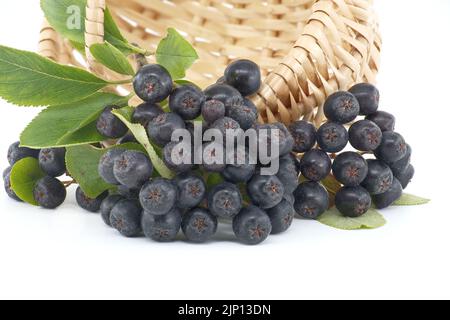 Aronia, allgemein bekannt als die Apfelbeere, mit Blättern. Frisch gepflückte, selbstgewachsene Aronia-Beeren isoliert auf weißem Hintergrund Stockfoto