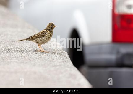 Wiese Pipit [ Anthus pratensis ] an der Wand mit unscharf Fahrzeug im Hintergrund Stockfoto