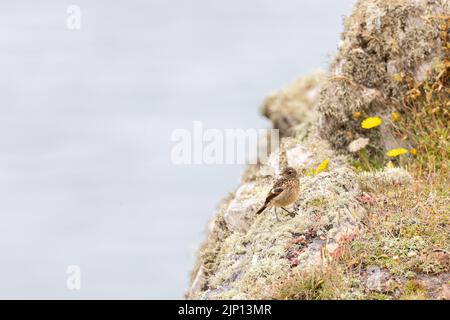 Juvenile Rock Pipit [ Anthus petrosus ] auf Meeresfelsen Stockfoto