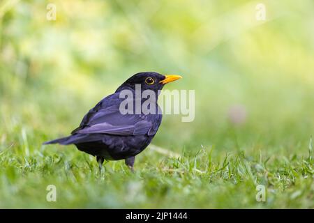 Amselmännchen [ Turdus merula ] auf Rasen Stockfoto