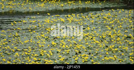 In diesem holländischen Kanal wachsen massenhaft gefranste Seerosen oder Nymphoides peltata Stockfoto