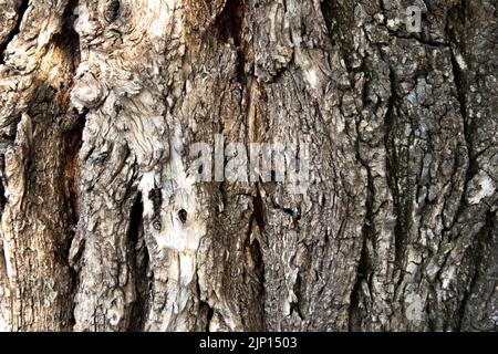 Baumrinde. Sehr geprägte braune Rinde. Holzstruktur Stockfoto