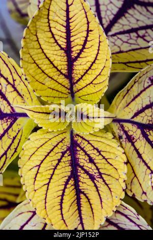 coleus, auch bekannt als Solenostemon, Nahaufnahme von Pflanzenblättern in geringer Tiefenschärfe, aufgenommen von oben. Selektiver Fokus Stockfoto