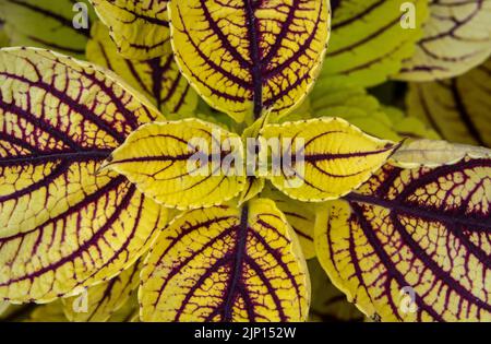 coleus, auch bekannt als Solenostemon, Nahaufnahme von Pflanzenblättern in geringer Tiefenschärfe, aufgenommen von oben. Selektiver Fokus Stockfoto