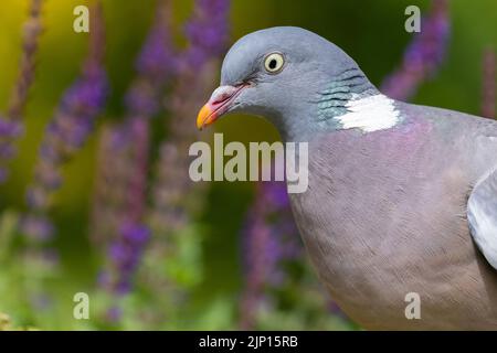 Wood Pigeon [ Columba palumbus ] Kopfaufnahme mit unscharf gezeichneten Blumen im Hintergrund Stockfoto