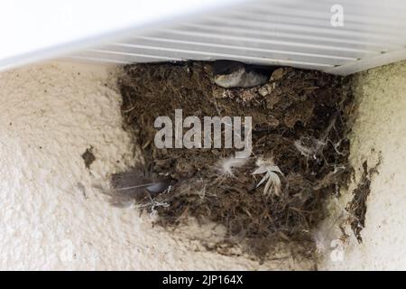 Jugendhaus Martin [ Delichon urbicum ] im Nest unter dem Dachüberzug Stockfoto